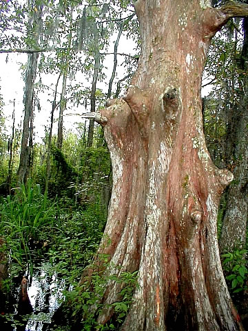 Pearl River Swamp Tree